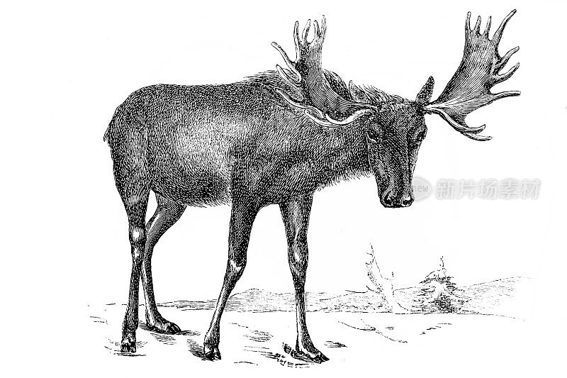 驼鹿或欧亚麋鹿(Alces Alces)